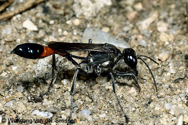 Grabwespe Ammophila sabulosa Weibchen