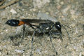 Ammophila sabulosa Weibchen