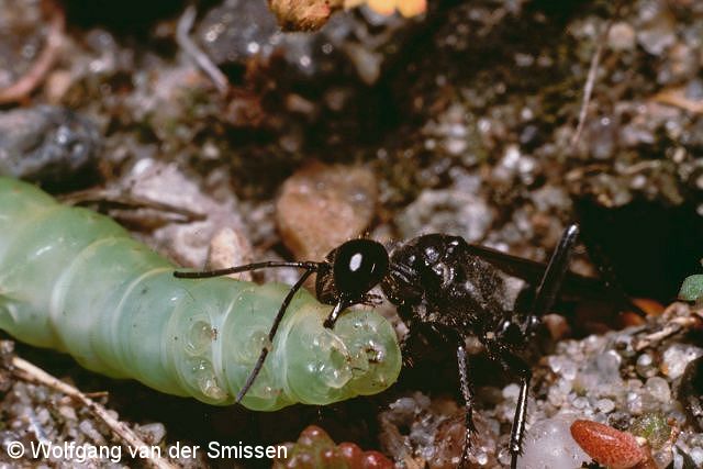 Grabwespe Ammophila sabulosa Weibchen