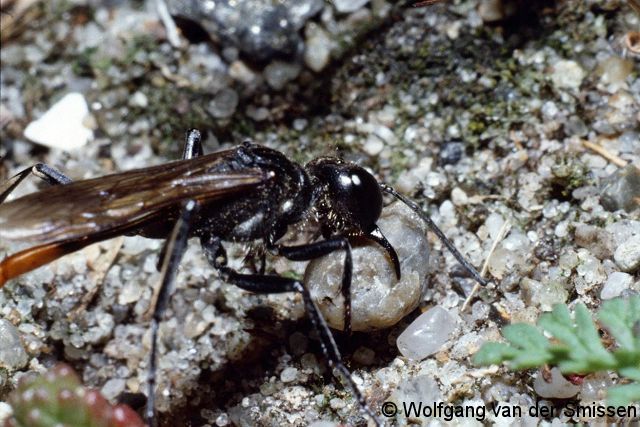 Grabwespe Ammophila sabulosa Weibchen