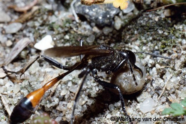 Grabwespe Ammophila sabulosa Weibchen