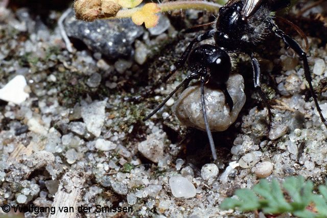 Grabwespe Ammophila sabulosa Weibchen