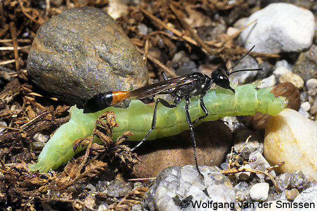 Grabwespe Ammophila sabulosa Weibchen