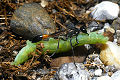 Ammophila sabulosa Weibchen