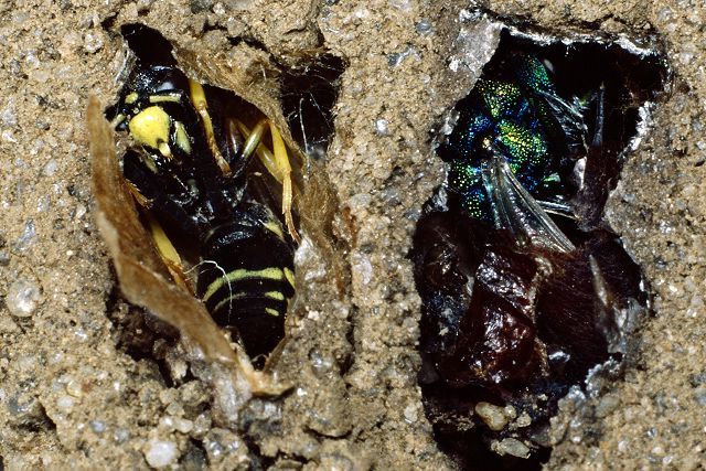 Solitäre Faltenwespe Ancistrocerus oviventris Brutanlage