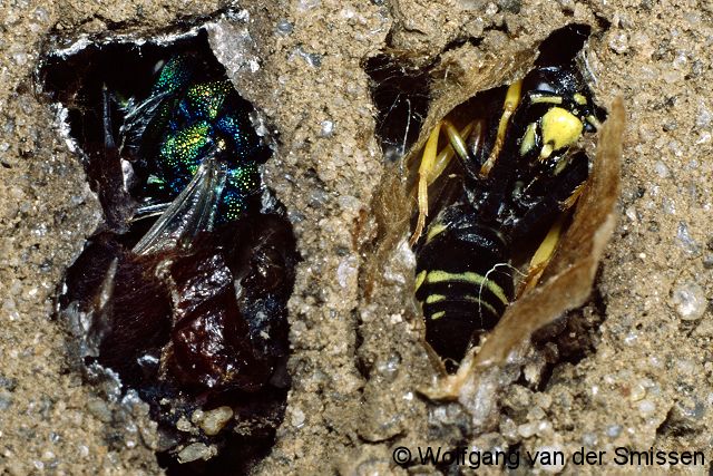 Goldwespe Chrysis ruddii Nest