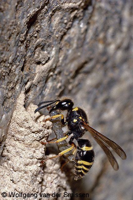 Solitäre Faltenwespe Ancistrocerus oviventris Weibchen