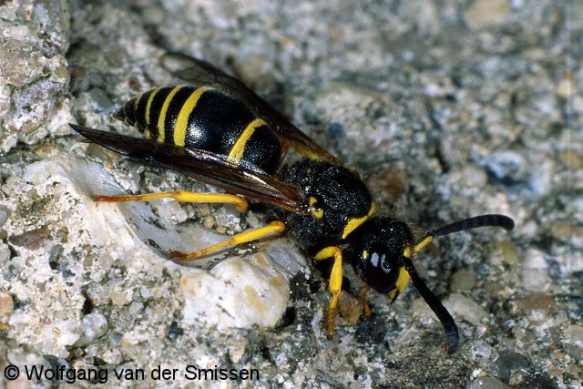 Solitäre Faltenwespe Ancistrocerus oviventris Männchen