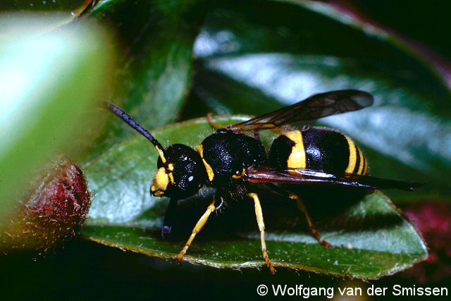 Solitäre Faltenwespe Ancistrocerus parietum Männchen