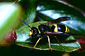 Solitäre Faltenwespe Ancistrocerus parietum Männchen