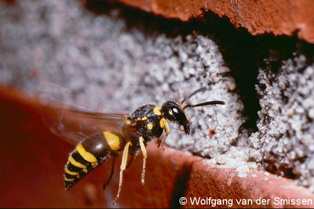 Solitäre Faltenwespe Ancistrocerus parietum Weibchen