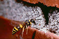 Solitäre Faltenwespe Ancistrocerus parietum Weibchen