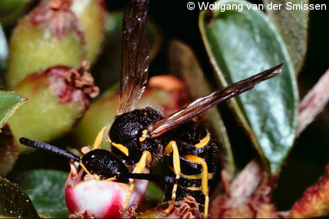 Solitäre Faltenwespe Ancistrocerus parietum Männchen