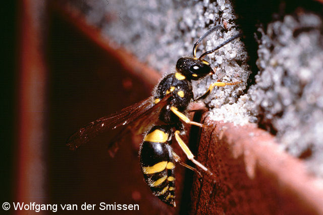 Solitäre Faltenwespe Ancistrocerus parietum Weibchen