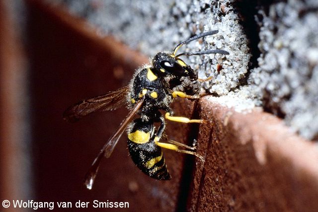 Solitäre Faltenwespe Ancistrocerus parietum Weibchen