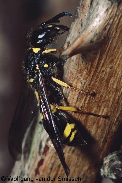 Solitäre Faltenwespe Ancistrocerus trifasciatus Weibchen