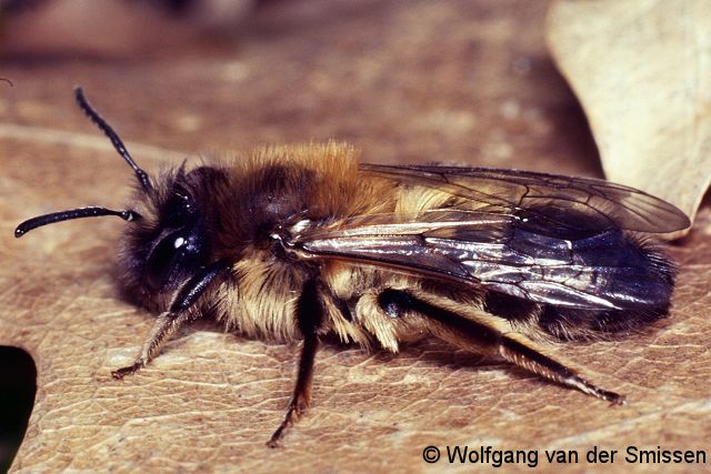 Sandbiene Andrena apicata Weibchen