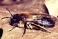 Sandbiene Andrena apicata Weibchen