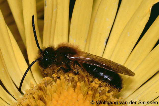 Sandbiene Andrena carantonica Männchen