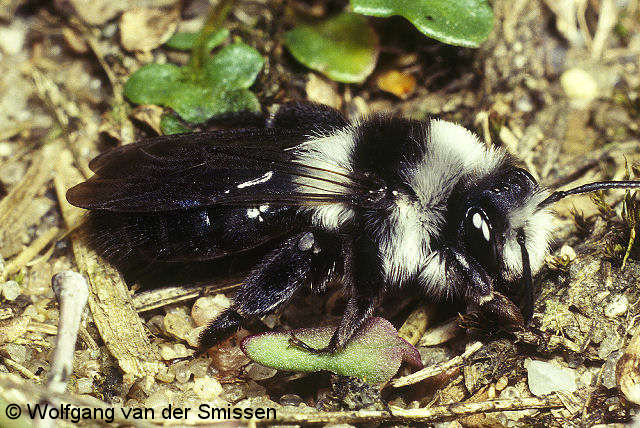 Sandbiene Andrena cineraria Weibchen