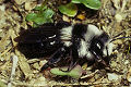Sandbiene Andrena cineraria Weibchen