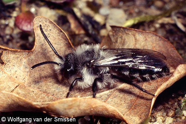 Sandbiene Andrena cineraria Männchen