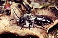 Sandbiene Andrena cineraria Männchen