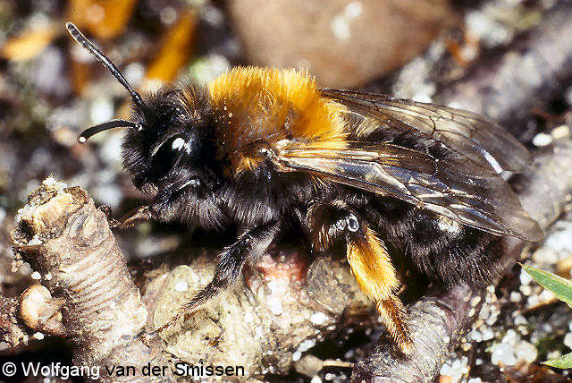 Sandbiene Andrena clarkella Weibchen