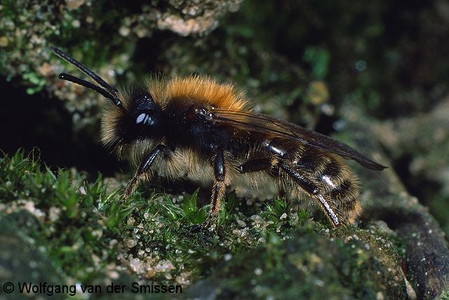 Sandbiene Andrena clarkella Männchen