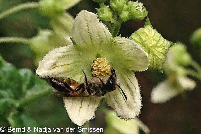 Wildbiene des Jahres 2015: Sandbiene Andrena florea