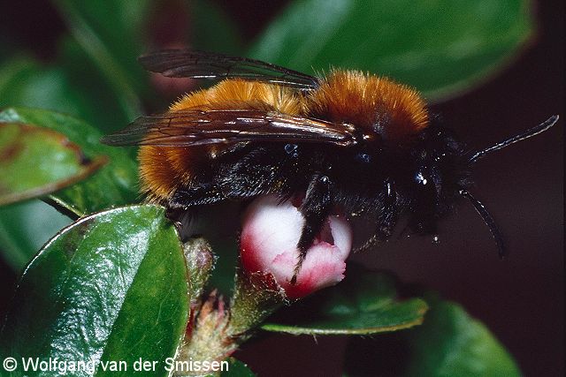 Sandbiene Andrena fulva Weibchen