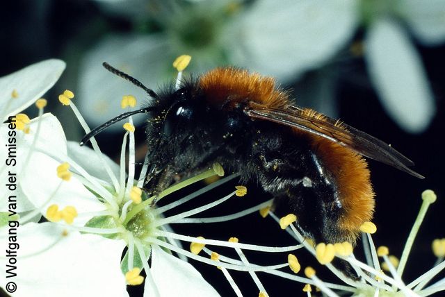 Sandbiene Andrena fulva Weibchen