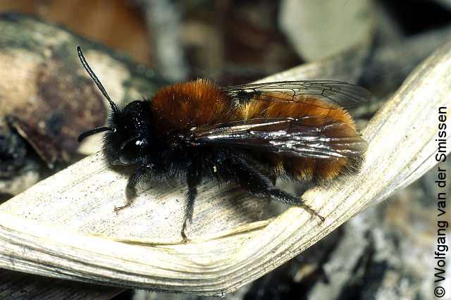 Sandbiene Andrena fulva Weibchen