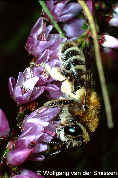 Sandbiene Andrena fuscipes Weibchen