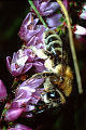 Sandbiene Andrena fuscipes Weibchen