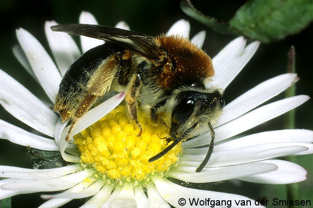 Sandbiene Andrena haemorrhoa Weibchen