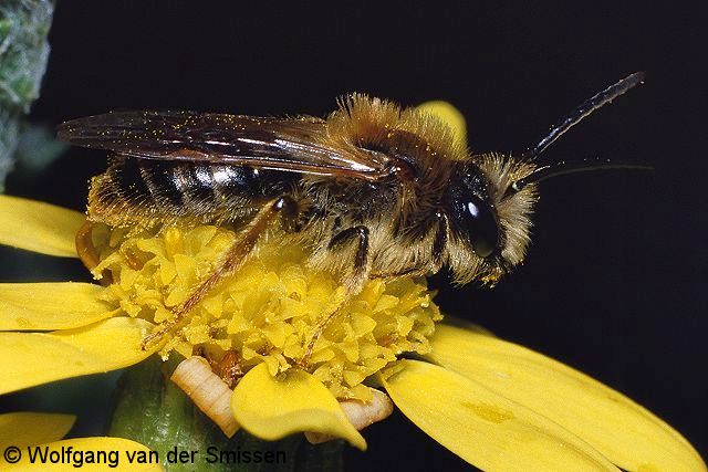 Sandbiene Andrena haemorrhoa Männchen