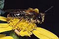 Sandbiene Andrena haemorrhoa Männchen