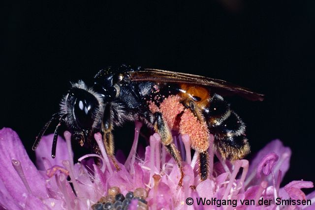 Wildbiene des Jahres 2017: Sandbiene Andrena hattorfiana Weibchen