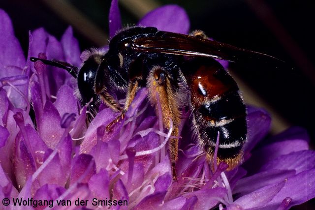 Wildbiene des Jahres 2017: Sandbiene Andrena hattorfiana Weibchen