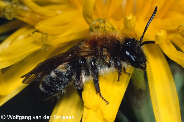 Sandbiene Andrena helvola Weibchen