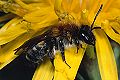 Sandbiene Andrena helvola Weibchen