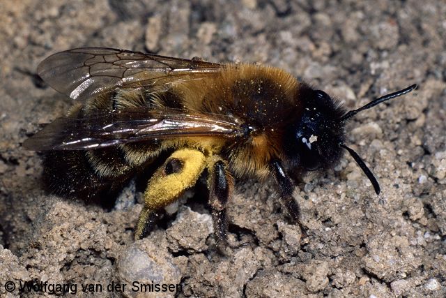 Sandbiene Andrena nigroaenea Weibchen