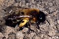 Sandbiene Andrena nigroaenea Weibchen