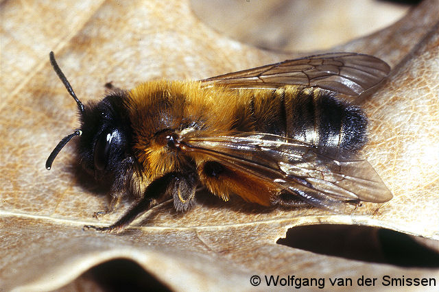 Sandbiene Andrena nigroaenea Weibchen