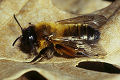 Sandbiene Andrena nigroaenea Weibchen