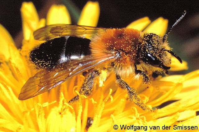 Sandbiene Andrena nitida Weibchen