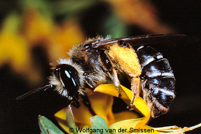 Sandbiene Andrena ovatula Weibchen