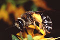 Sandbiene Andrena ovatula Weibchen