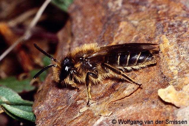 Sandbiene Andrena ovatula Männchen